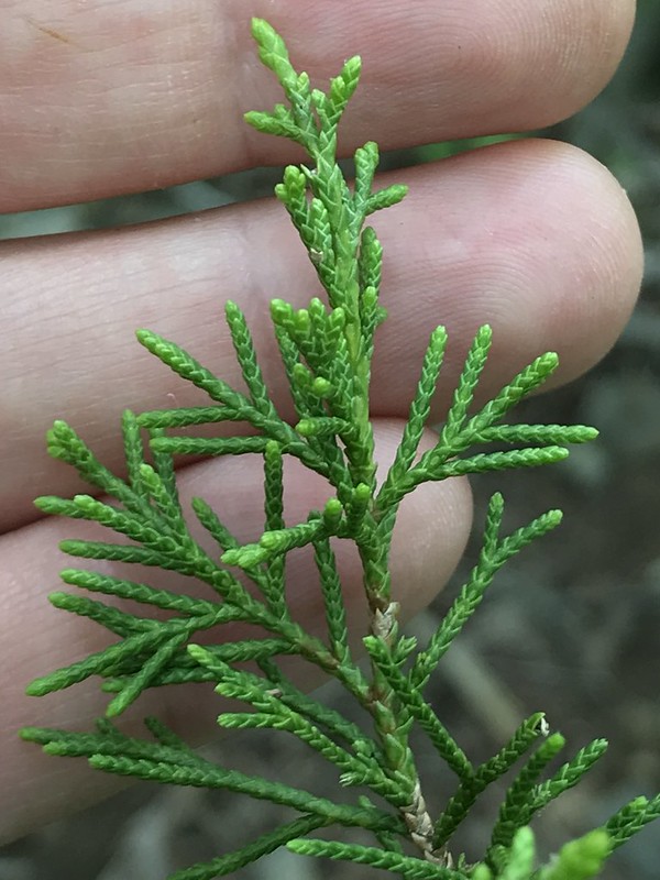 <p>Eastern Redcedar</p>