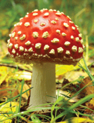 <p>Characterized in part by the nutritional mode of its members, which absorb nutrients from outside their bodies </p><p>NOTE:</p><p> - Such as mushrooms</p><p> - Absorb dissolved nutrients from their surroundings </p><p> - Contains eukaryotic cells</p>