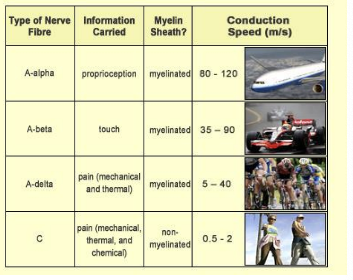 <ul><li><p>sensory: excitation of A-beta fibers in the superficial dermis </p><ul><li><p>pins and needles feeling </p></li></ul></li><li><p>Motor: excitation A-alpha fibers </p><ul><li><p>magnitude of response proportional to the intensity of the stimulus </p></li><li><p>varies from small twitches to full contraction </p></li></ul></li><li><p>Noxious: excitation of the A-delta and C fibers </p><ul><li><p>elicits the perception of pain </p></li></ul></li></ul><p></p>
