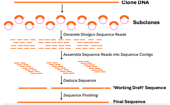 <p>Shotgun Sequencing</p>