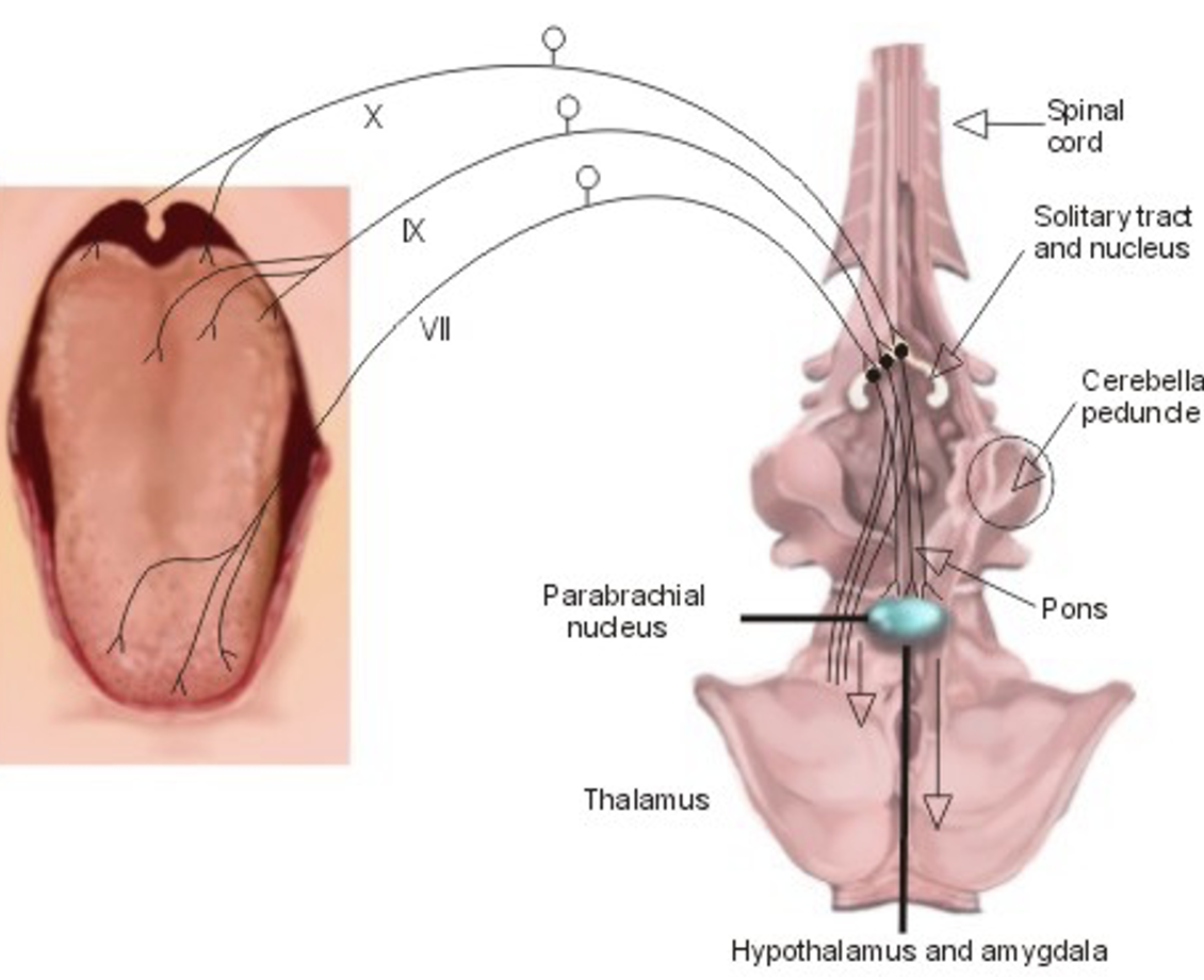 <p>Join the solitary tract + terminate in <strong>anterior 1/3rd of nucleus of the solitary tract </strong>in the <strong>medulla</strong></p><ul><li><p>A second-order gustatory nucleus in rodents is the <strong>parabrachial nucleus </strong>in the <strong>pons</strong></p></li></ul><p></p>