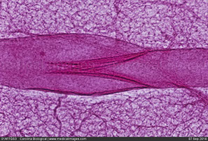 <p>What tissue is this</p>