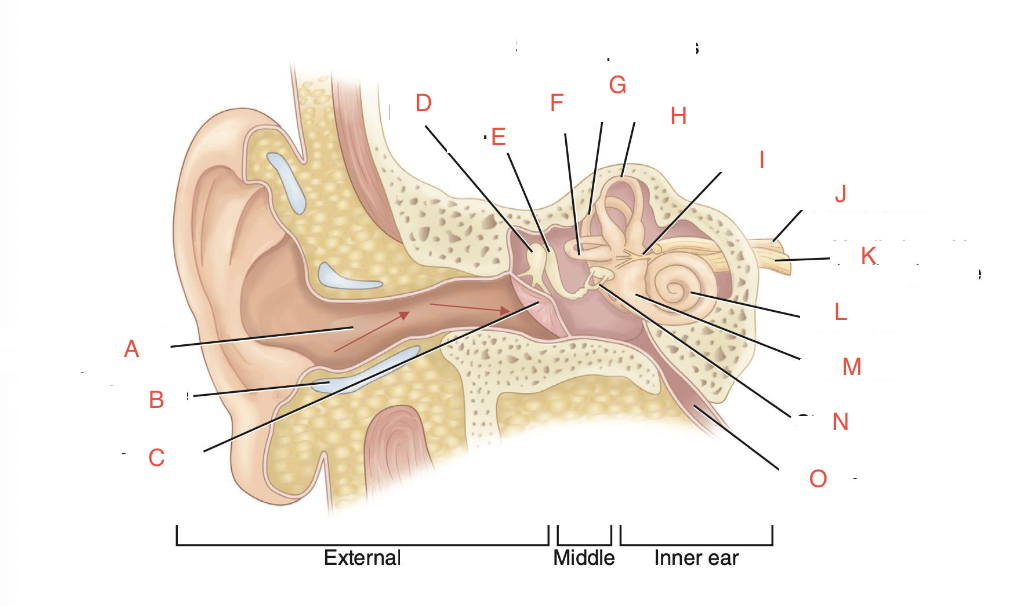 <p>K</p>