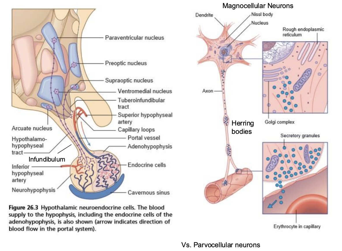 <ul><li><p><strong><em>Nuclei</em></strong> within the hypothalamus send neural signals to each other and to other parts of the brain.</p></li><li><p>The hypothalamus also synthesizes hormones which it transports down axons to the posterior lobe of the pituitary, where they are released into the blood.</p></li><li><p>And the hypothalamus makes <strong><em>releasing hormones</em></strong> that travel through capillaries (<strong><em>the hypophyseal portal system</em></strong>) to the anterior pituitary, where they trigger the release into the blood of other hormones, made in the pituitary.</p></li></ul><div data-type="horizontalRule"><hr></div><ul><li><p>Anterior pituitary</p><ul><li><p>Regulated by the parvocellular neurosensory neurons</p><ul><li><p>Includes the ventromedial nucleus, preoptic nucleus and the arcuate nucleus</p></li></ul></li><li><p>Axons from the nucleus goes to the median eminence to the primary capillary plexus</p><ul><li><p>The capillary is supplied by the superior hypophyseal artery</p></li></ul></li><li><p>The blood is drained into the portal vein</p></li><li><p>Goes into the secondary capillary plexus in the anterior pituitary</p></li></ul></li><li><p>Posterior pituitary </p><ul><li><p>Direct neural extension of the hypothalamus</p></li><li><p>Involves the paraventricular nucleus and the supraoptic nucleus</p></li><li><p>These nucleus have axons passing through the infundibulum forming the hypothalamohypophyseal tract</p></li><li><p>Axons end at the inferior hypophyseal artery in the posterior pituitary </p></li></ul></li></ul><div data-type="horizontalRule"><hr></div><p>Magnocellular neurons</p><ul><li><p>Have herring bodies - buldges that store the hormone material</p><ul><li><p>Therefore when AP is trigger will cause the rapid release of hypothalamus hormones directly into the blood stream</p></li></ul></li></ul><p></p>