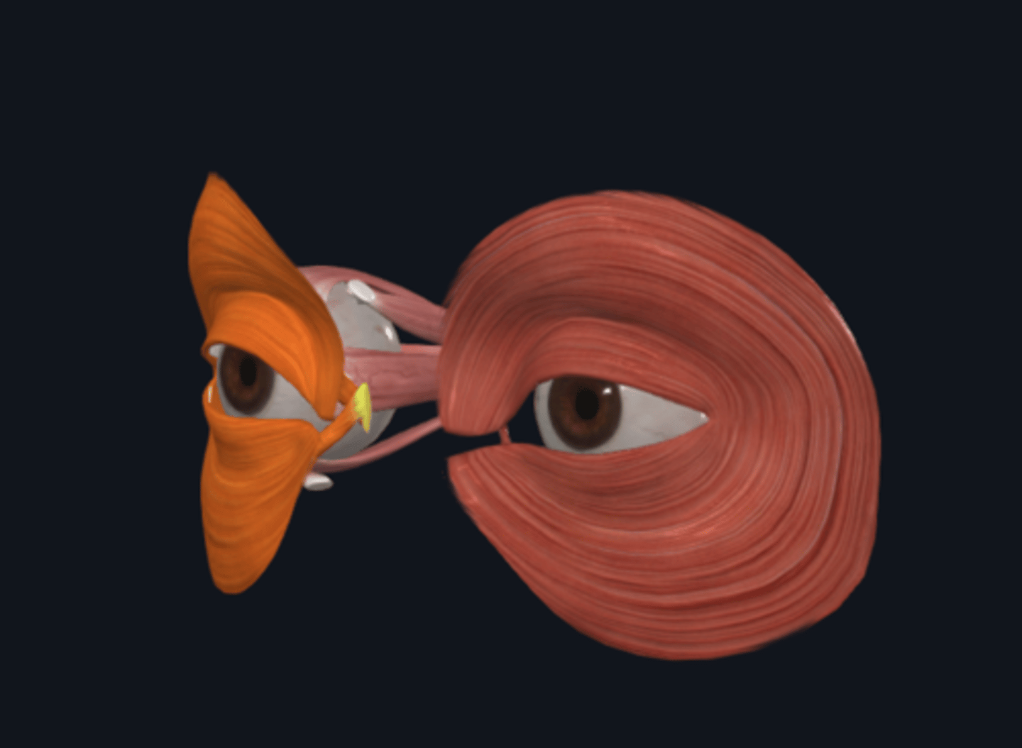<p>What muscle acts as the sphincter of the eye, located in the eyelid?</p>