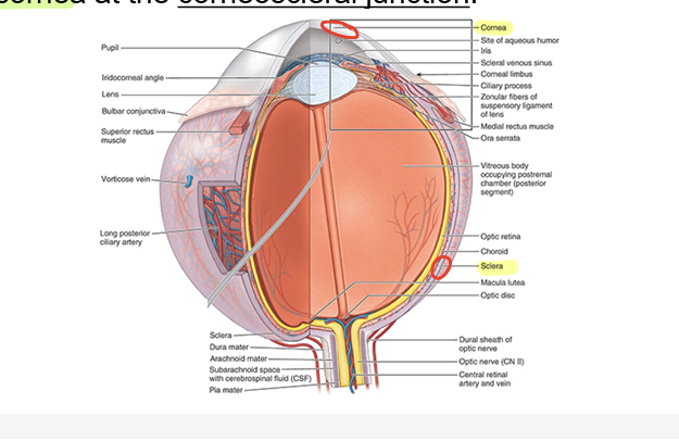<ul><li><p>angle formed by intersecting curvatures of sclera &amp; cornea at <strong>corneoscleral jxn</strong></p></li></ul><p></p>