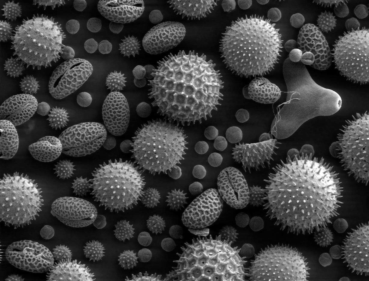 <p>what type of microscope used</p>