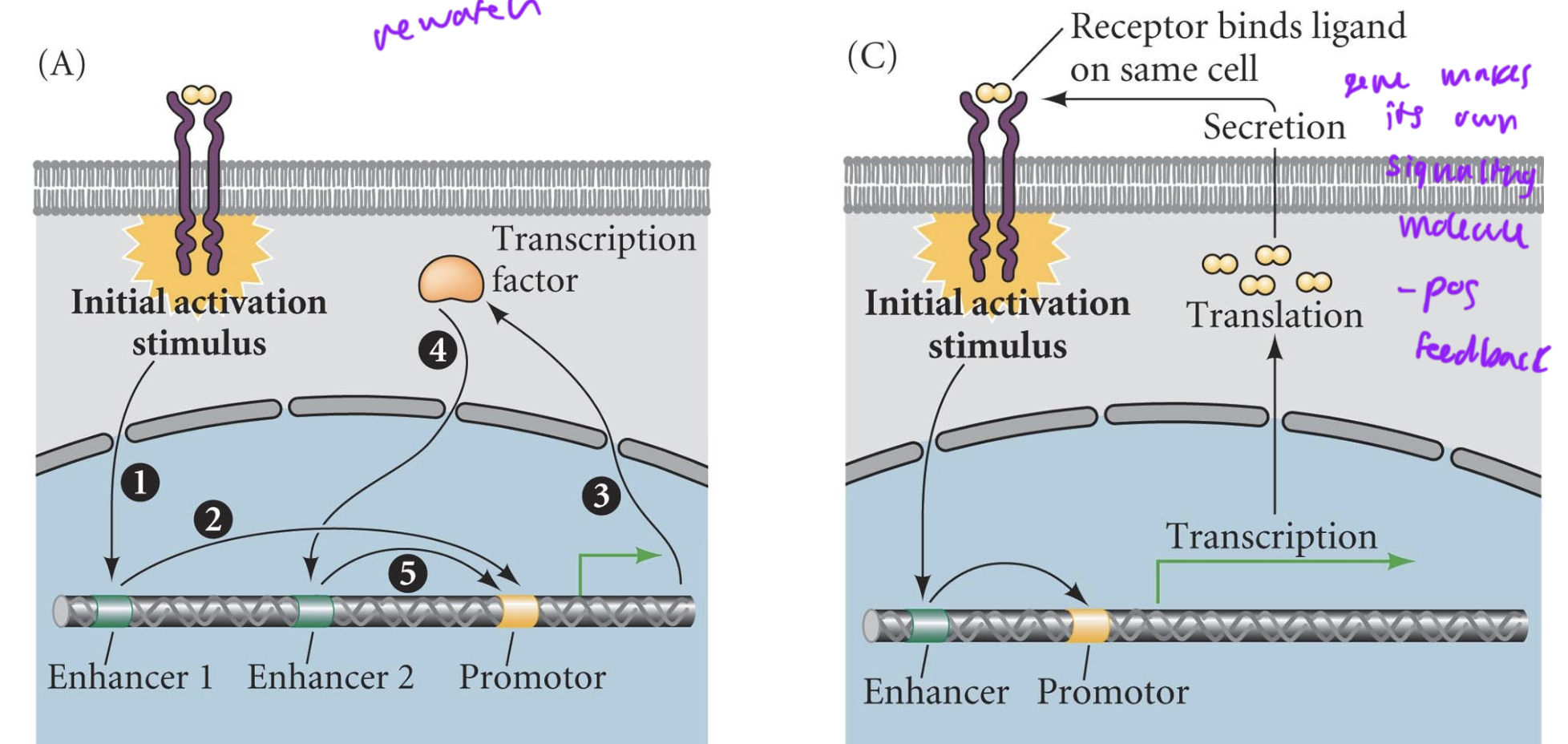 <ul><li><p>work within an individual cell where a signal initiates a signaling pathway that turns on the transcription of a TF necessary for that change in behavior</p></li><li><p>then that TF regulates expression of its own gene, so you no longer require that initial signal</p></li></ul><p>OR</p><ul><li><p>signal leads to pathway that causes transcription of a protein that is the signal itself, so the cell remembers what it is supposed to do</p></li></ul><p></p><ul><li><p>both are autologous bc they work on themself</p></li></ul><p></p>