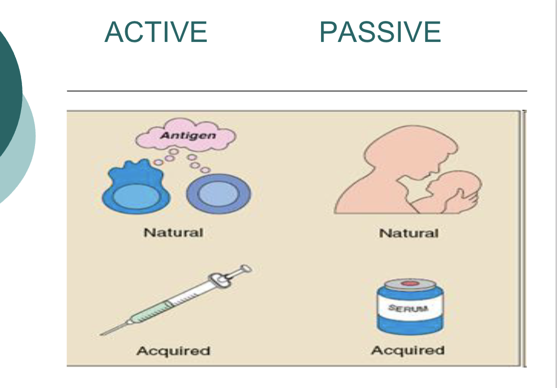 <ul><li><p><span style="background-color: transparent;">Immunity (resistance) against a particular agent</span></p><ul><li><p><span style="background-color: transparent;">Types of immunity:</span></p><ul><li><p><span style="background-color: transparent;">Active: microorganism or a modified part of microorganism invokes an immune response by the host</span></p></li><li><p><span style="background-color: transparent;">Passive: short-term immunity provided by a preformed antibody, which is delivered to the host</span></p></li></ul></li></ul></li><li><p><span style="background-color: transparent; font-family: "Times New Roman", serif;">!!Active vs passive immune response</span></p><ul><li><p><span style="background-color: transparent; font-family: "Times New Roman", serif;">When the host makes the antibodies themself</span></p><ul><li><p><span style="background-color: transparent; font-family: "Times New Roman", serif;">=active immune response (vaccination—>activation of B + T cells—>forms memory)</span></p></li></ul></li><li><p><span style="background-color: transparent; font-family: "Times New Roman", serif;">When the host receives pre-formed antibodieds</span></p><ul><li><p><span style="background-color: transparent; font-family: "Times New Roman", serif;">=passive immune response (mother passing antibodies to her bby via placenta/breast milk—>use antibody instantaneously—>no memory cells)</span></p><img src="https://assets.knowt.com/user-attachments/f586fac8-ead0-49fd-8a11-7a51cbfe9e6c.png" data-width="100%" data-align="center"></li></ul></li></ul></li></ul><p></p>