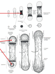 <p>The [primary/secondary] centers of ossification form after birth and are located in epiphysis and large eminences</p><p>(BOTTOM image)</p>