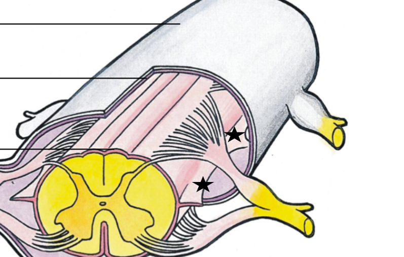 <p>name the three layers and the starred ligament</p>