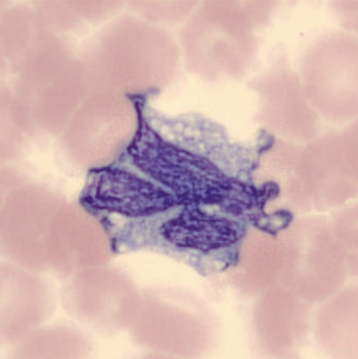 term image