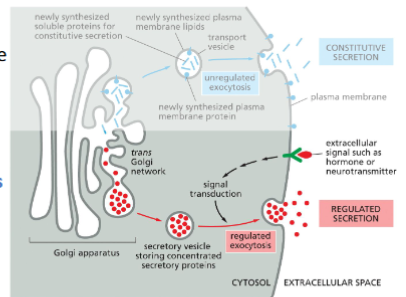 <p>Regulated Secretion</p><ul><li><p>Specialized secretory cells (e.g., β cells in the pancreas, neuronal cells)</p></li><li><p>Proteins are concentrated and stored in secretory vesicles</p></li><li><p>Secretory vesicles are stored near plasma membrane and only fuse when cell receives signals, such as hormones and neuron transmitters</p></li></ul><p></p>