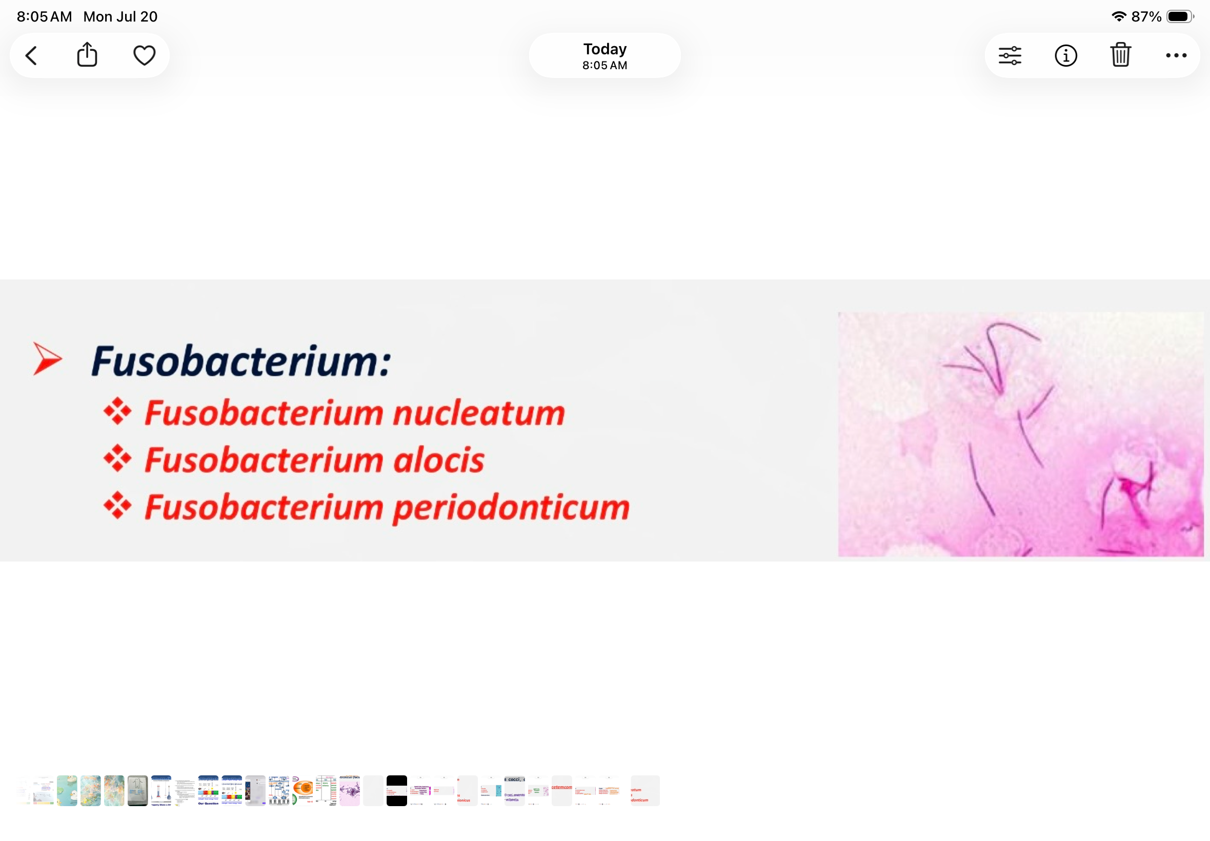 <p>gram negative, rods, anaerobic. Associated with health</p>