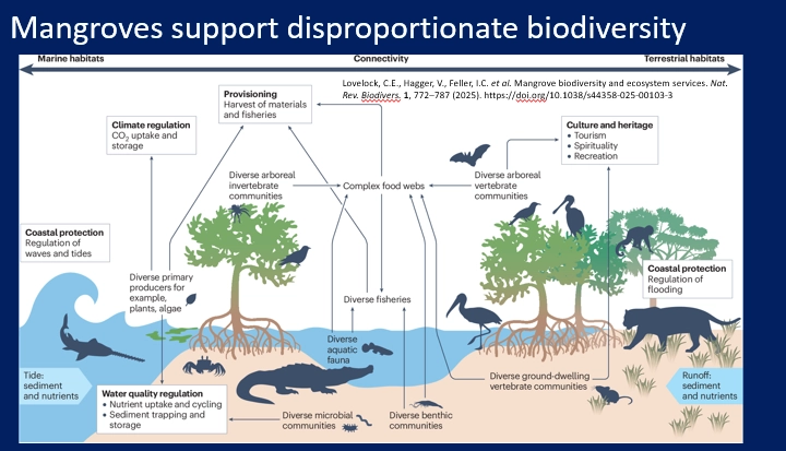 <ul><li><p>mangroves are one of the three major tropical coastal ecosystems (with coral reefs + seagrass meadows), a <strong>polyphyletic </strong>group of <strong>salt-tolerant</strong>, woody flowering plants in riverine/estuarine habitats</p></li><li><p>their roots <strong>trap sediment</strong> to build soil</p></li><li><p>these roots are supported by lenticels/<strong>pneumatophores </strong>(<strong>aerial roots</strong>), which deliver oxygen into the <strong>anoxic soil</strong></p></li><li><p>adaptations of the roots allow them to <strong>exclude salt</strong>, or some species can excrete salt through the leaves</p></li><li><p>high primary productivity + standing biomass, supports high biodiversity</p></li><li><p>long term carbon sinks- 40-70% of their fixed carbon is channelled into the <strong>roots</strong>, where the <strong>high turnover </strong>of roots and <strong>anoxic </strong>environment <strong>sequesters </strong>organic carbon</p></li><li><p>nutrients come from the <strong>tides</strong>, <strong>river outflows </strong>and<strong> local recycling</strong> of buried<strong> leaf litter </strong>by <strong>microbes</strong></p></li><li><p>some bottom-up control, significant top-down control</p></li></ul><p></p>