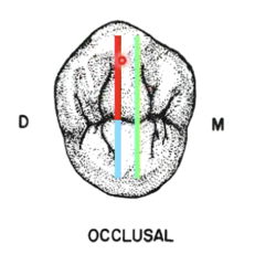 <p>on the lingual ridge of the buccal cusp</p>