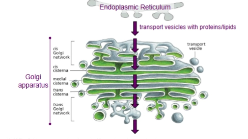 <p>Receives proteins and lipids from the ER, <u>modifies</u> them, and then dispatches them to other destinations in the cell.</p>