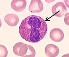 <p>Identify</p>