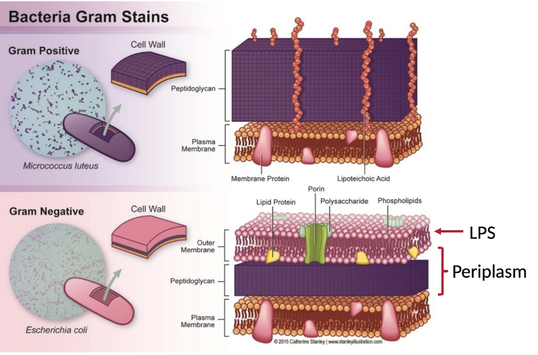 <p>Gram-positive bacteria have a thick peptidoglycan layer that retains crystal violet stain and appears purple, whereas Gram-negative bacteria have a thinner peptidoglycan layer and an outer lipopolysaccharide membrane, appearing pink after staining.</p>