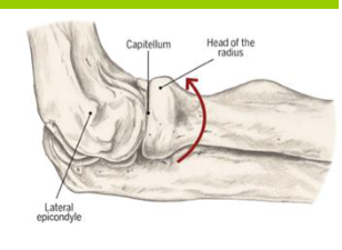<ul><li><p>1 degree of freedom = flexion/extension </p></li><li><p>articulation of capitulum of distal humerus with head of the radius </p><ul><li><p>important in transmitting loads</p></li><li><p>60% of the load is on the elbow </p></li></ul></li></ul><p></p>