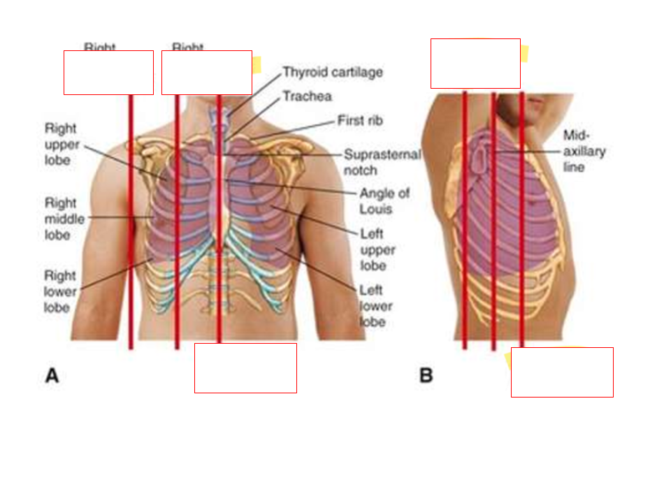 <p><strong>What are the anterior vertical lines for lung assessment?</strong></p>