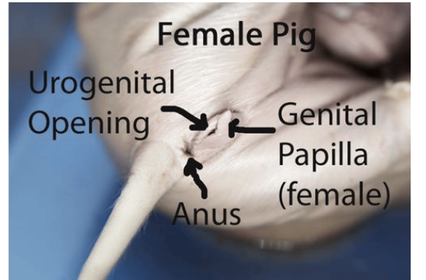 <p>• projection that lies ventral to the urogenital opening in female pig</p><p>• homologous to clitoris in humans</p>