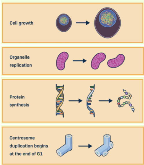 <ul><li><p><span style="background-color: transparent;">The first stage of the eukaryotic cell cycle</span></p></li><li><p><span style="background-color: transparent;">In this, the cell grows in size, produces new proteins and organelles, and begins duplicating its centrosome.</span></p></li><li><p><span style="background-color: transparent;">This phase prepares the cell for DNA replication in the next phase.</span></p></li></ul><p></p>