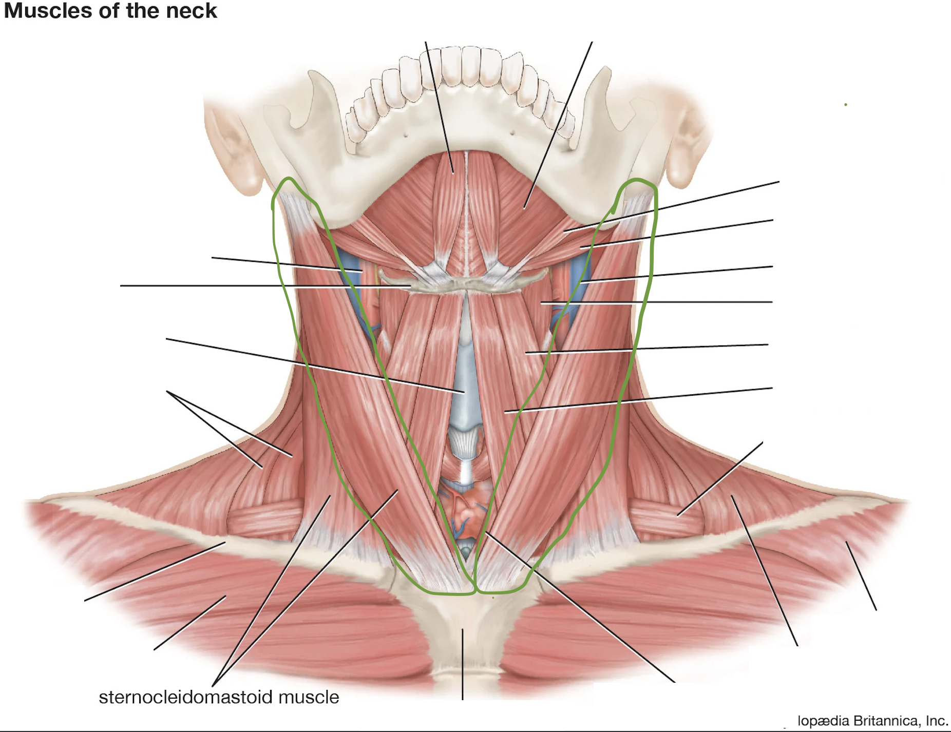 <p>From ear to sternum</p>