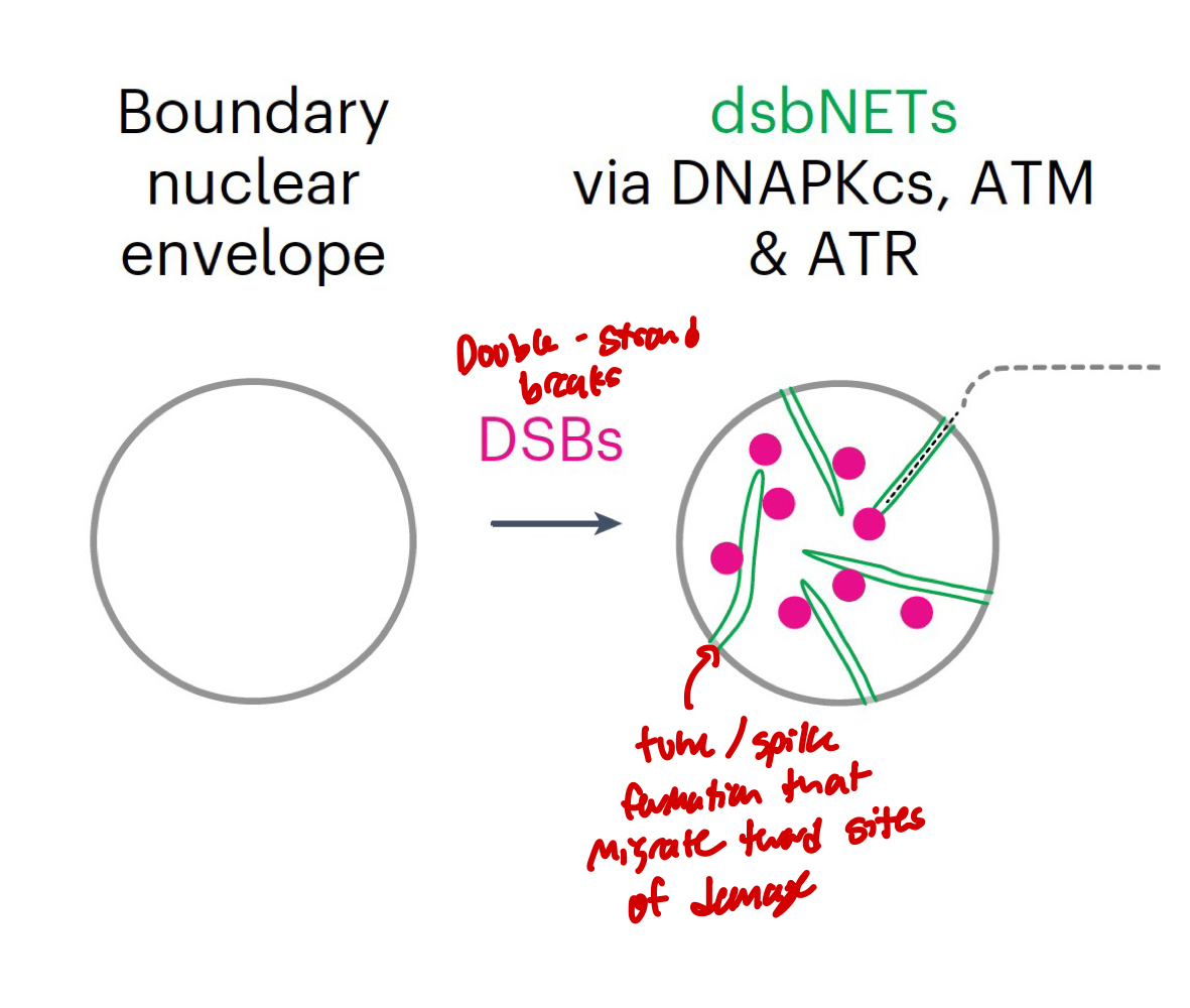 <ul><li><p>Frequent DNA DSBs can induce nuclear envelope tubules: DSB-capturing nuclear envelope tubules (dsbNETs)</p></li><li><p>Contribute to genome stability</p></li><li><p>Nuclear structure-function relationships</p></li><li><p>Human cell lines</p></li></ul><p></p>