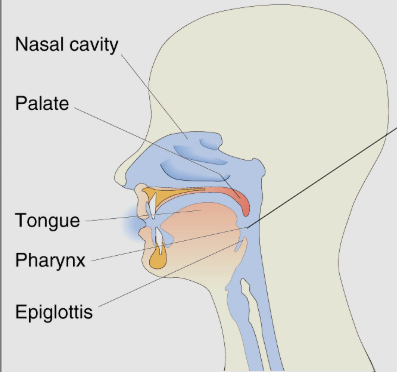 <p><span style="background-color: transparent;">connects the <u>mouth</u> with the <u>nasal</u> passages allowing exchange of chemicals from food</span></p>