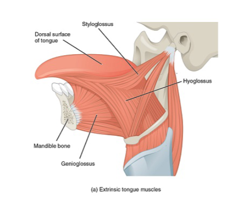 <p>connect tongue to surrouding structures, enables complex motions</p><ul><li><p>genioglossus</p></li><li><p>palatoglossus</p></li><li><p>hyoglossus</p></li><li><p>styloglossus</p></li></ul><p></p>