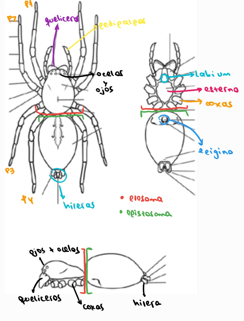<ul><li><p>Filo: artrópodos</p></li><li><p class="has-focus">Subfilo: Quelicerados</p></li><li><p class="has-focus">Superclase: arácnidos</p></li><li><p class="has-focus">Orden: arañas</p></li></ul><p></p>