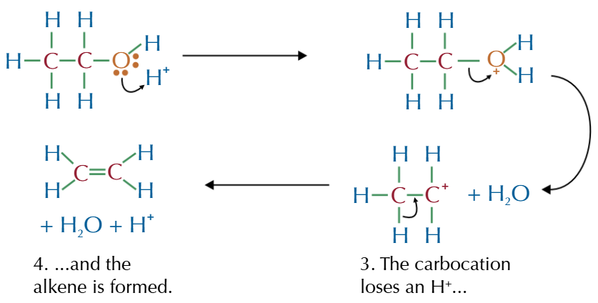 <p>Eliminating water from alcohols in a dehydration reaction</p>