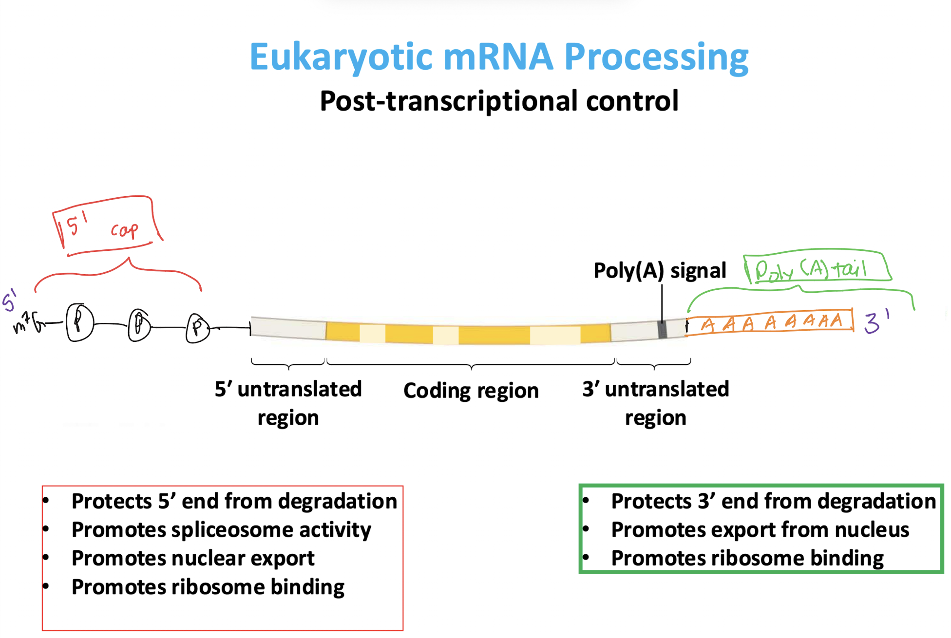 <p>Post Transcriptional Control</p><ul><li><p><strong>Protects the 3' end from degradation</strong></p></li><li><p><strong>promotes nuclear <u>export</u></strong></p></li><li><p><strong> promotes ribosome binding.</strong></p></li></ul><p></p>
