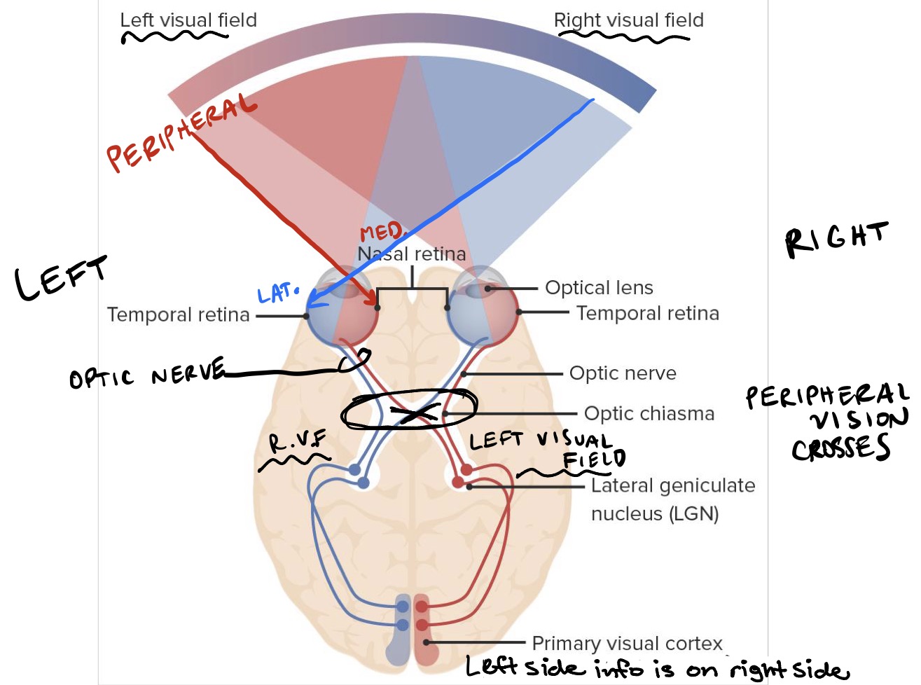 knowt flashcard image
