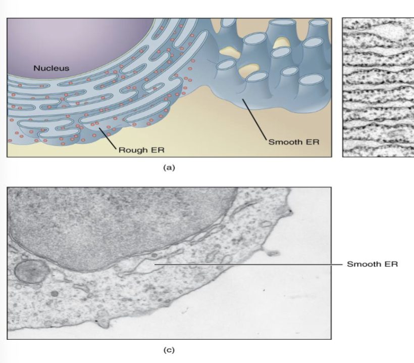 <ul><li><p>network of phospholipid membranes that form hollow tubes, flattened sheets, and round sacs</p></li></ul><ul><li><p>flattened hollow folds and sacs are called cisternae</p></li><li><p>two major functions: transport and synthesis</p></li></ul><p></p>