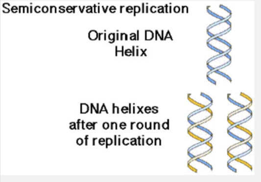 <p>semi - half </p><p>conservative - to retain , keep the same </p><p></p><p>because new DNA is made from existing DNA strands, <strong>half of each new DNA helix is from the original </strong></p>