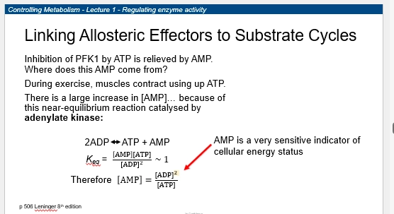 <ul><li><p>substrate cycles is the side-occurring cycling of substrates into other molecules (typically small ones prodced as a side product) that then go on to bind to enzymes allosterically, and change AS confo / confo, to incr or decr binding affinity of the substrate</p></li><li><p>therefore incr or decr enzyme activity => incr or decr metabolic flux</p></li><li><p>based on how much conc of the substrate, indicated by the sideline cycling of it that is also going on</p></li><li><p>eg 2ADP => ATP + AMP occuring via Adenyl kinase, therefore AMP conc indicates ATP conc - without having to use ATP as the direct effector (AMP smaller, more diffuse, better signaller)</p></li><li><p>therefore these means of regulation are closely related. substrate cycling can lead to production of allosteric effectors, to regulate enzyme activity based on the conc of the substrate indirectly. </p></li></ul><p></p>
