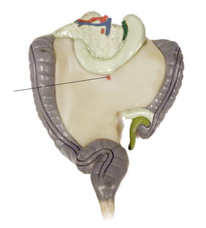 <p><span>Name the structure</span></p>
