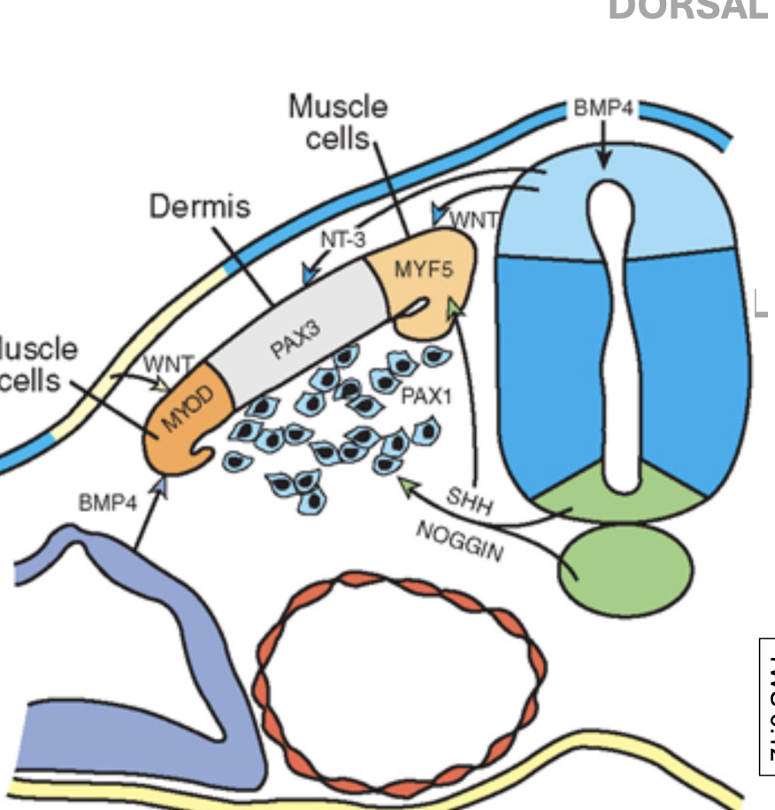 <p>neurotrophin 3 (NT-3 </p>