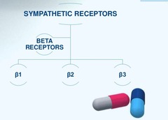 <p>They inhibit the secretion of renin and the formation of angiotensin I.</p>