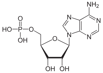<p>Adenine + Ribose + <span style="background-color: transparent;">P<sub>i</sub> → (Blank)</span></p>