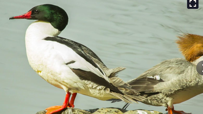 <p>females have copper head</p>