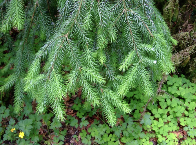 spiky sharp needles, leaves across the branch, cruciform and flat