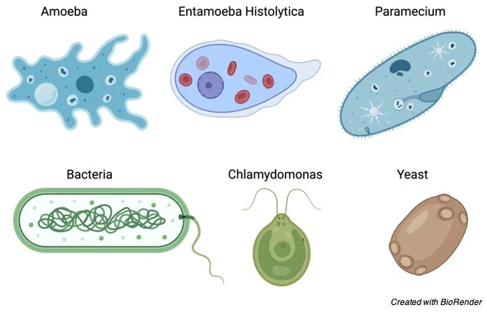 <p>One cell</p>