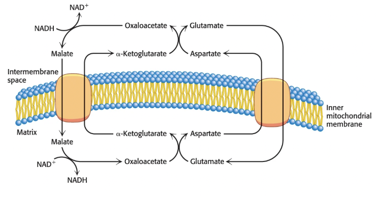 <p>Via the <strong>malate-aspartate shuttle:</strong></p><ol><li><p>cytoplasmic NADH reduces OAA to malate, which enters the mitochondria via an a-ketoglutarate antiporter</p></li><li><p>malate then reoxidized in matrix to OAA, regenerating NADH; this is catalyzed by <strong>malate dehydrogenase</strong> (citric acid cycle enzyme)</p></li><li><p>OAA then re-enters cytoplasm as aspartate (transamination) via a transporter</p></li><li><p>NADH enters ETC at Complex I</p></li></ol><p>Slower but more efficient because preserves electrons in NADH, which produces 2.5 ATP</p><p></p>