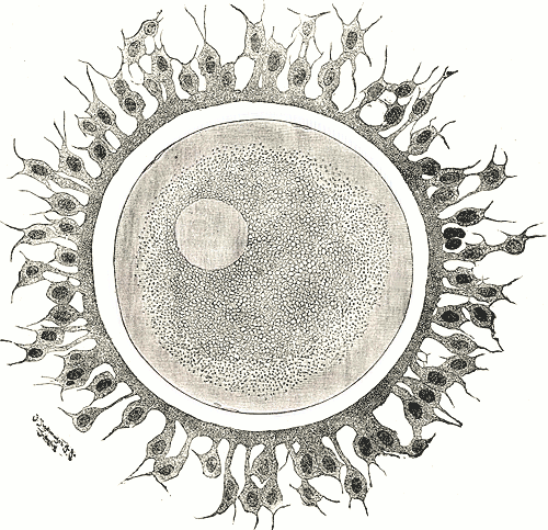 <p><strong>Ovum</strong></p>