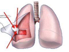 <p>double-layered membrane surrounding each lung that secretes a fluid that lets the lungs move against the rib cage when we breathe</p>