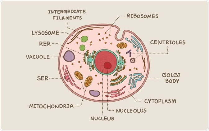 <p>Explain eukaryotic cell</p>