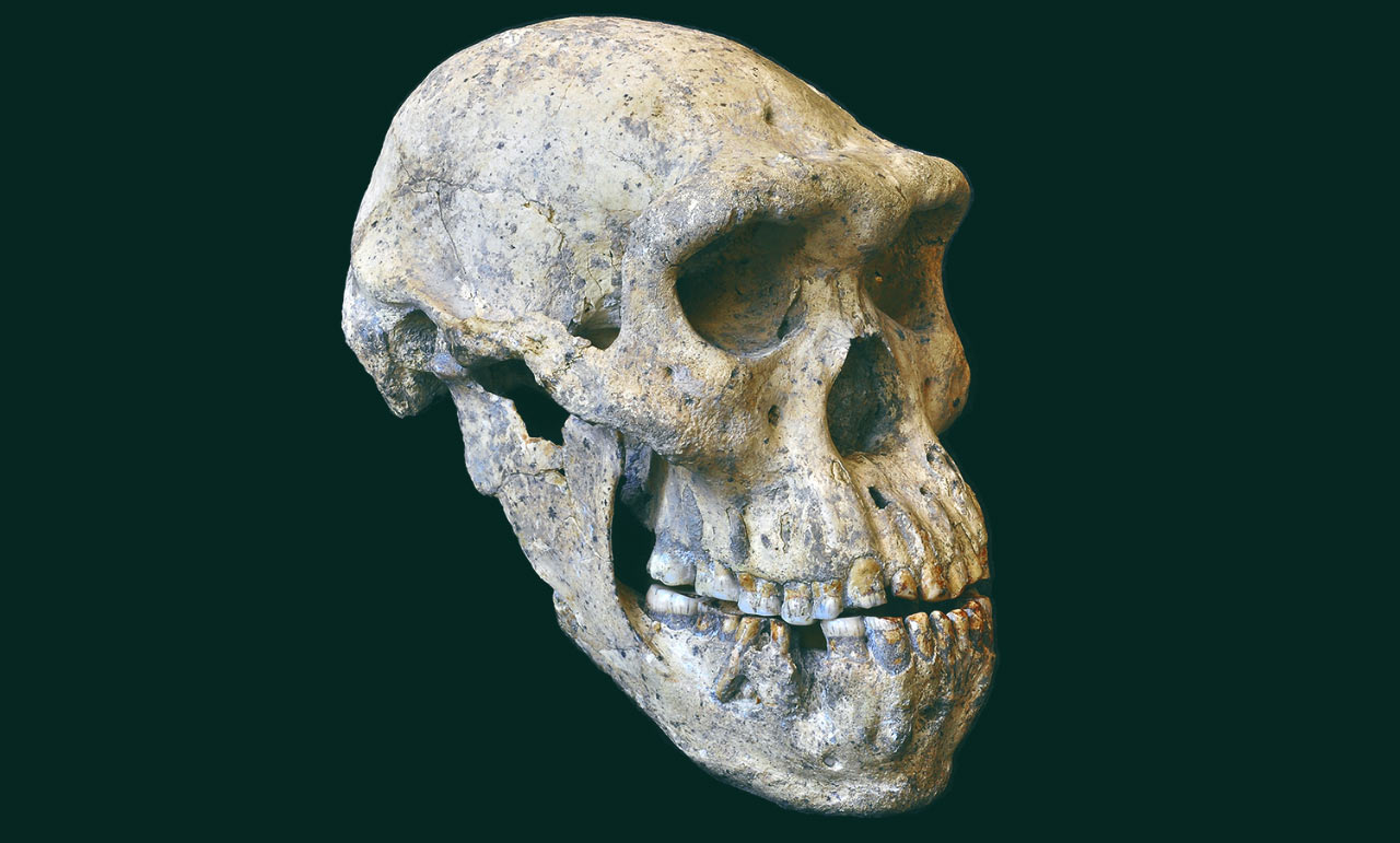 <p>“Dmanisi”</p>